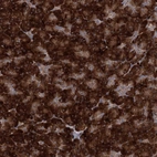 Anti-MINDY3 Antibody