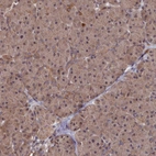 Immunohistochemical staining of human pancreas shows low expression as expected.