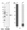 Anti-ADK Antibody