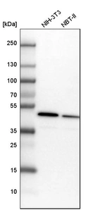 Western blot analysis in mouse cell line NIH-3T3 and rat cell line NBT-II.