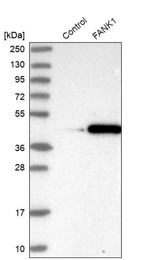 Anti-FANK1 Antibody