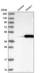 Anti-FANK1 Antibody