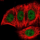 Immunofluorescent staining of human cell line MCF7 shows localization to nucleoplasm.