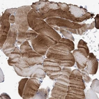 Anti-WDR74 Antibody