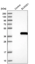 Anti-ELMOD1 Antibody
