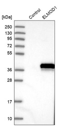 Anti-ELMOD1 Antibody