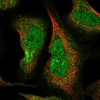 Immunofluorescent staining of human cell line U-2 OS shows localization to nucleoplasm & cytosol.