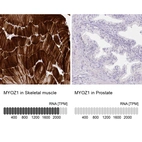 Anti-MYOZ1 Antibody