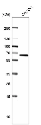 Western blot analysis in human cell line CACO-2.
