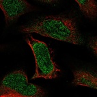 Immunofluorescent staining of human cell line U-2 OS shows localization to nucleus.