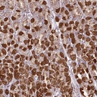 Anti-REXO2 Antibody