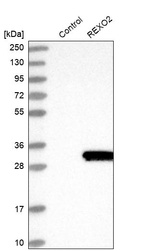Western blot analysis in control (vector only transfected HEK293T lysate) and REXO2 over-expression lysate (Co-expressed with a C-terminal myc-DDK tag (~3.1 kDa) in mammalian HEK293T cells, LY414494).