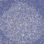 Immunohistochemical staining of human tonsil shows no positivity in germinal center cells as expected.