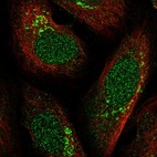 Immunofluorescent staining of human cell line U-2 OS shows localization to nucleus & the Golgi apparatus.