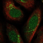 Immunofluorescent staining of human cell line U-2 OS shows localization to nucleus & the Golgi apparatus.