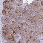 Immunohistochemical staining of human pancreas shows strong cytoplasmic/ membranous positivity in intercalated ducts.