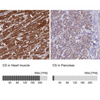 Anti-CS Antibody