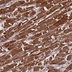 Immunohistochemical staining of human heart muscle shows high expression.