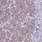 Immunohistochemical staining of human pancreas shows low expression as expected.