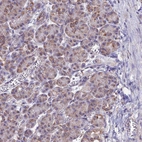 Immunohistochemical staining of human pancreas shows low expression as expected.