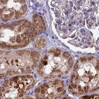 Immunohistochemical staining of human kidney using Anti-CS antibody HPA038460.
