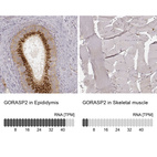 Anti-GORASP2 Antibody