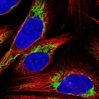 Immunofluorescent staining of human cell line U-2 OS shows localization to mitochondria.