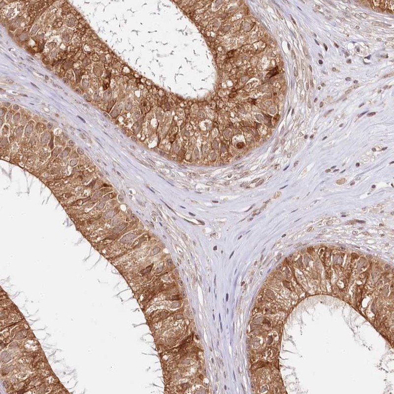 Anti-CNPY2 Antibody