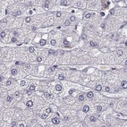 Immunohistochemical staining of human liver using Anti-BFSP2 antibody HPA038464.