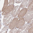 Immunohistochemical staining of human skeletal muscle shows weak to moderate cytoplasmic positivity in myocytes.