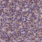 Anti-CS Antibody