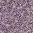 Immunohistochemical staining of human pancreas using Anti-CS antibody HPA038461.