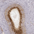 Immunohistochemical staining of human epididymis shows strong golgi positivity in glandular cells.