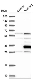 Western blot analysis in control (vector only transfected HEK293T lysate) and RASSF3 over-expression lysate (Co-expressed with a C-terminal myc-DDK tag (~3.1 kDa) in mammalian HEK293T cells, LY406009).