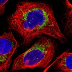 Immunofluorescent staining of human cell line U-2 OS shows localization to mitochondria.