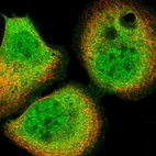 Immunofluorescent staining of human cell line A-431 shows localization to nucleoplasm, plasma membrane & cytosol.