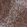 Anti-SNX22 Antibody
