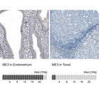 Anti-ME3 Antibody