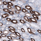 Immunohistochemical staining of human kidney shows granular cytoplasmic positivity in cells in tubules.