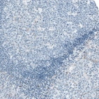 Immunohistochemical staining of human tonsil shows very weak granular cytoplasmic positivity in germinal center cells.