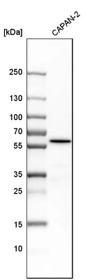 Western blot analysis in human cell line CAPAN-2.