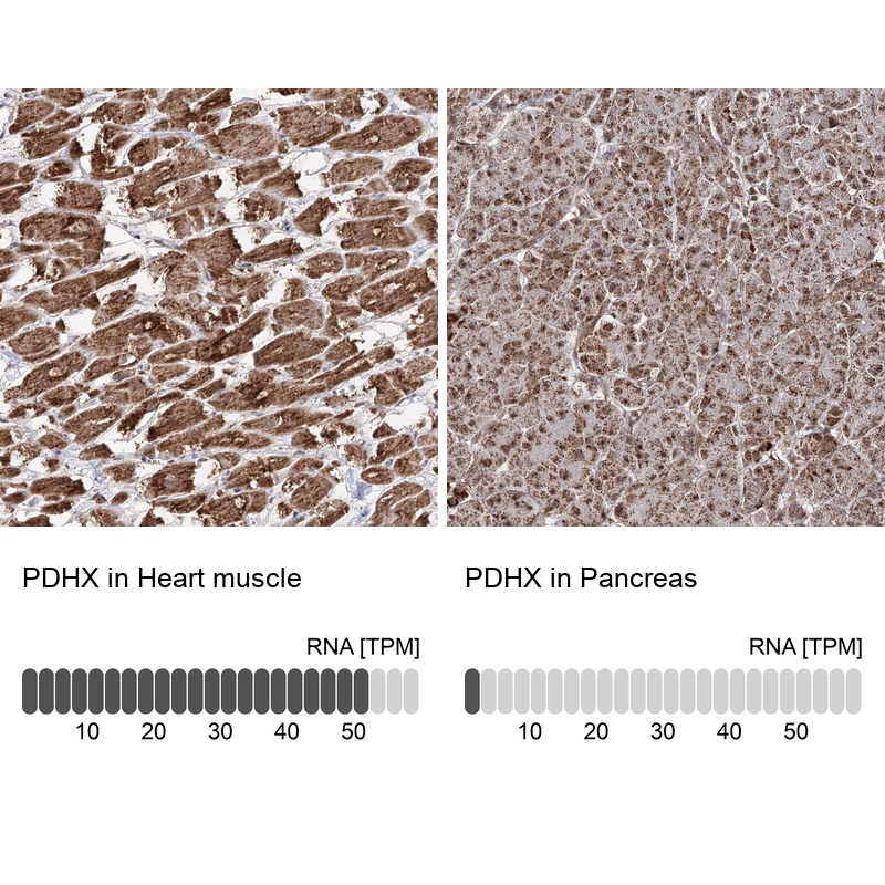 Anti-PDHX Antibody