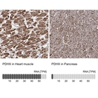Anti-PDHX Antibody