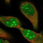Immunofluorescent staining of human cell line U-2 OS shows localization to nucleus, nucleoli & cytosol.