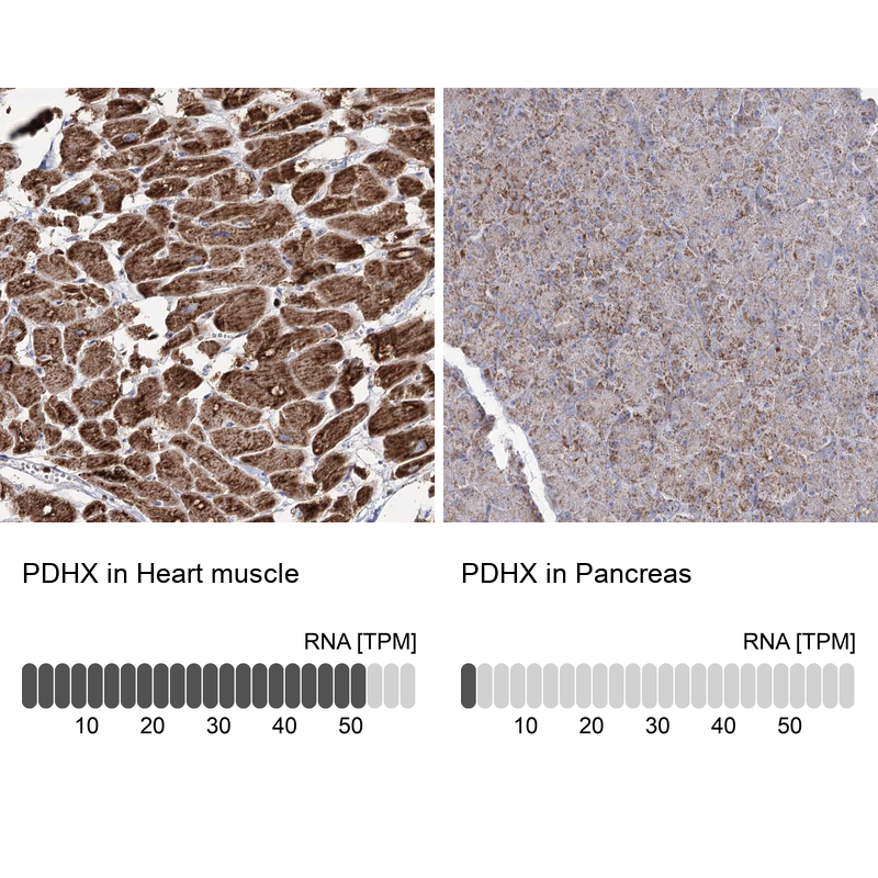Anti-PDHX Antibody