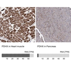 Anti-PDHX Antibody
