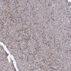 Immunohistochemical staining of human pancreas shows weak granular cytoplasmic positivity in exocrine glandular cells.