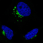 Immunofluorescence staining in HeLa cell line with Anti-GORASP2 monoclonal antibody, showing specific staining of the golgi apparatus in green. Microtubule- and nuclear probes are visualized in red and blue respectively (where available).