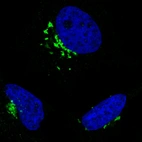 Immunofluorescence staining in HeLa cell line with Anti-GORASP2 monoclonal antibody, showing specific staining of the golgi apparatus in green. Microtubule- and nuclear probes are visualized in red and blue respectively (where available).