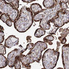 Immunohistochemical staining of human placenta shows strong cytoplasmic positivity in trophoblastic cells.